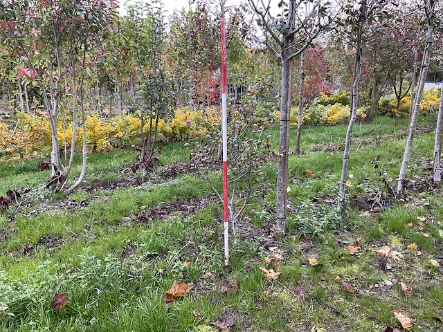 Meerstammige meidoorn - crataegus 'carrierei' - afbeelding 1 van  4