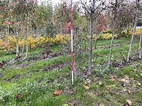 Meerstammige meidoorn - crataegus 'carrierei' - afbeelding 1 van  4