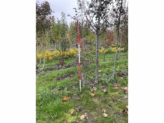 Meerstammige meidoorn - crataegus 'carrierei' - afbeelding 2 van  4