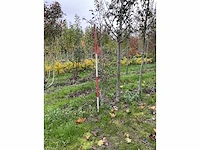 Meerstammige meidoorn - crataegus 'carrierei' - afbeelding 2 van  4