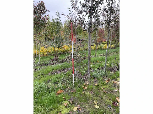 Meerstammige meidoorn - crataegus 'carrierei' - afbeelding 3 van  4
