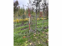 Meerstammige meidoorn - crataegus 'carrierei' - afbeelding 3 van  4