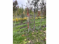 Meerstammige meidoorn - crataegus 'carrierei' - afbeelding 4 van  4