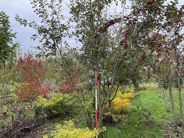 Meerstammige waterwilg - salix caprea - afbeelding 1 van  5