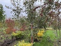 Meerstammige waterwilg - salix caprea - afbeelding 1 van  5