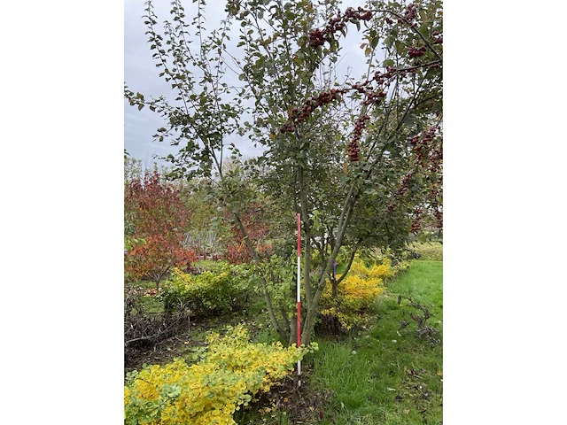 Meerstammige waterwilg - salix caprea - afbeelding 2 van  5
