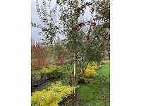 Meerstammige waterwilg - salix caprea - afbeelding 2 van  5