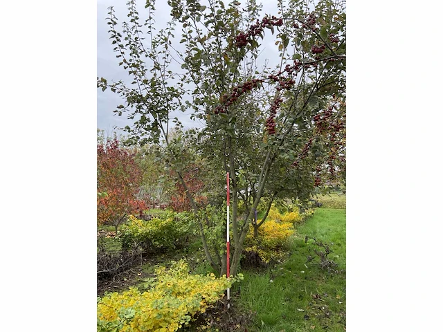 Meerstammige waterwilg - salix caprea - afbeelding 3 van  5
