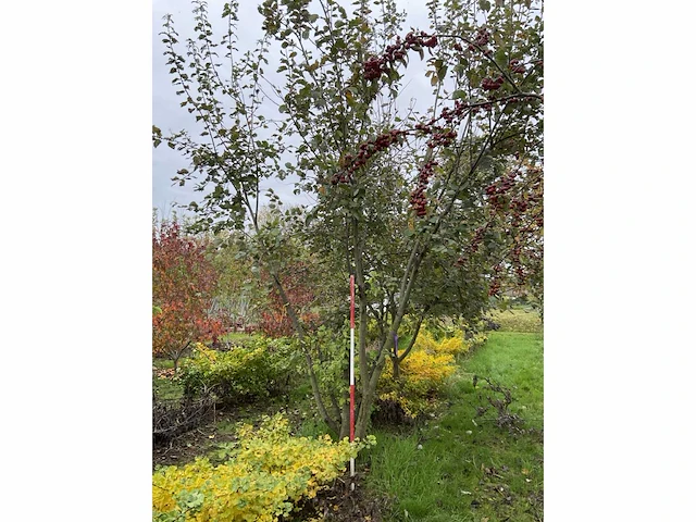 Meerstammige waterwilg - salix caprea - afbeelding 4 van  5