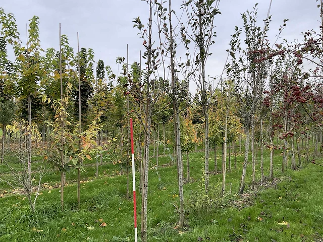 Meidoorn - crataegus 'carrierei' (7x) - afbeelding 1 van  4
