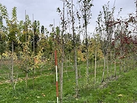 Meidoorn - crataegus 'carrierei' (7x) - afbeelding 1 van  4
