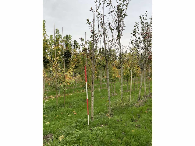 Meidoorn - crataegus 'carrierei' (7x) - afbeelding 2 van  4