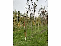 Meidoorn - crataegus 'carrierei' (7x) - afbeelding 3 van  4