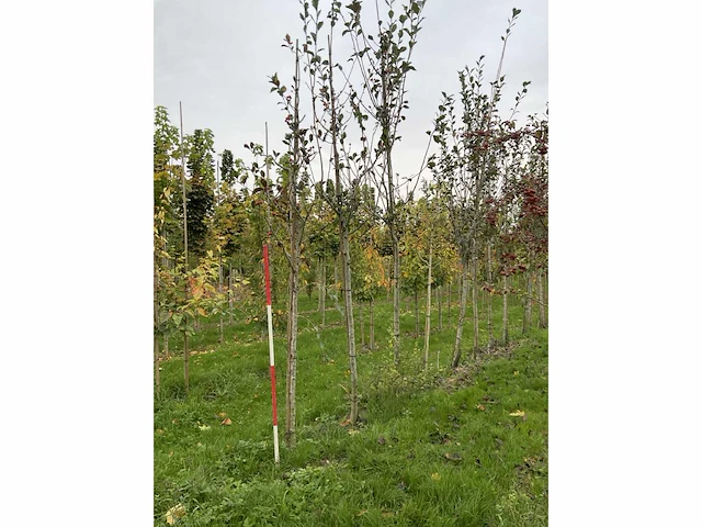 Meidoorn - crataegus 'carrierei' (7x) - afbeelding 4 van  4