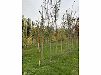 Meidoorn - crataegus 'carrierei' (7x) - afbeelding 4 van  4