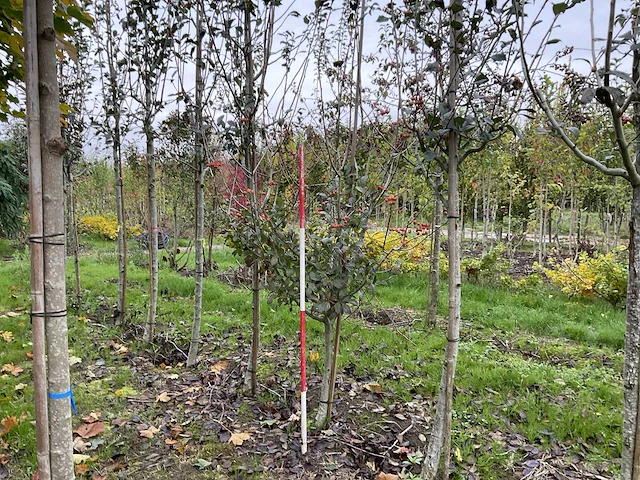 Meidoorn - crataegus 'carrierei' - afbeelding 1 van  4