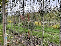 Meidoorn - crataegus 'carrierei' - afbeelding 1 van  4