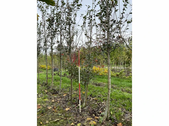 Meidoorn - crataegus 'carrierei' - afbeelding 2 van  4