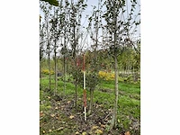 Meidoorn - crataegus 'carrierei' - afbeelding 2 van  4