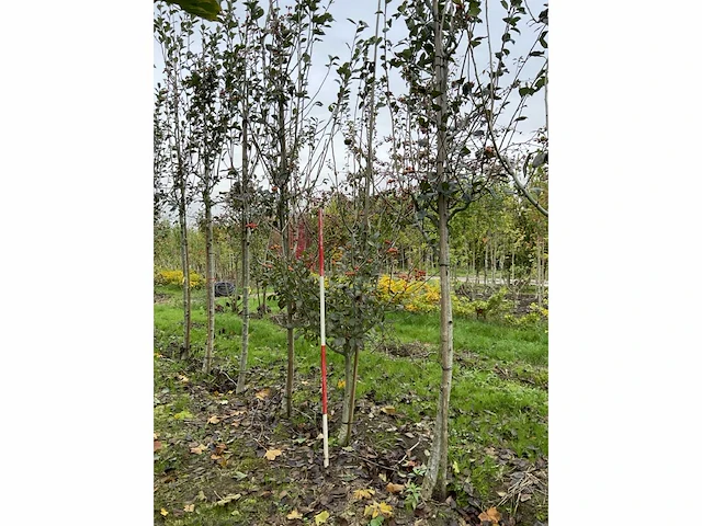 Meidoorn - crataegus 'carrierei' - afbeelding 3 van  4