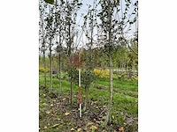 Meidoorn - crataegus 'carrierei' - afbeelding 4 van  4