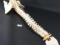 Menselijk wervelkolom cervicaal model - afbeelding 1 van  10