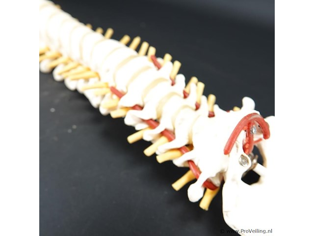 Menselijk wervelkolom cervicaal model - afbeelding 7 van  10