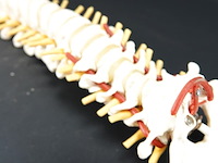Menselijk wervelkolom cervicaal model - afbeelding 7 van  10