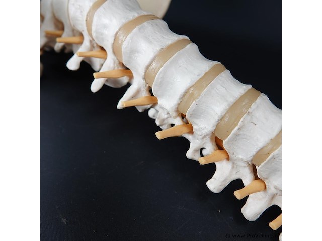 Menselijk wervelkolom cervicaal model - afbeelding 8 van  10