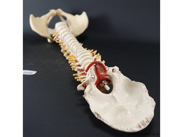 Menselijk wervelkolom cervicaal model - afbeelding 9 van  10