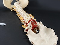 Menselijk wervelkolom cervicaal model - afbeelding 9 van  10