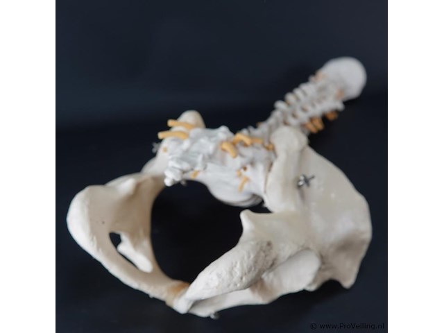 Menselijk wervelkolom cervicaal model - afbeelding 10 van  10