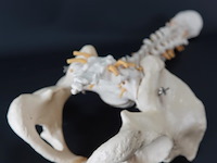 Menselijk wervelkolom cervicaal model - afbeelding 10 van  10