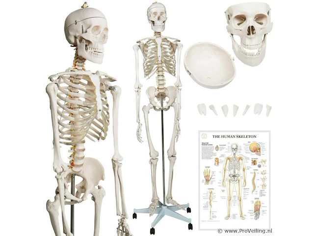 Mensengroot anatomie skelet incl. toebehoren 181,5 cm - afbeelding 1 van  5