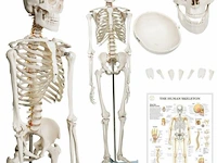 Mensengroot anatomie skelet incl. toebehoren 181,5 cm - afbeelding 1 van  5