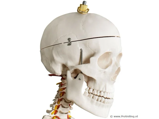 Mensengroot anatomie skelet incl. toebehoren 181,5 cm - afbeelding 2 van  5