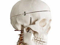 Mensengroot anatomie skelet incl. toebehoren 181,5 cm - afbeelding 2 van  5