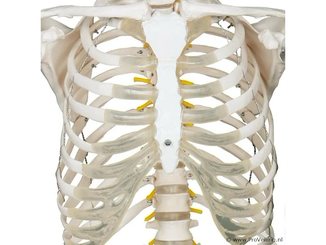 Mensengroot anatomie skelet incl. toebehoren 181,5 cm - afbeelding 3 van  5