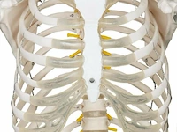 Mensengroot anatomie skelet incl. toebehoren 181,5 cm - afbeelding 3 van  5