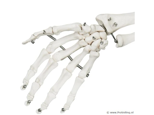 Mensengroot anatomie skelet incl. toebehoren 181,5 cm - afbeelding 4 van  5