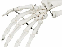 Mensengroot anatomie skelet incl. toebehoren 181,5 cm - afbeelding 4 van  5