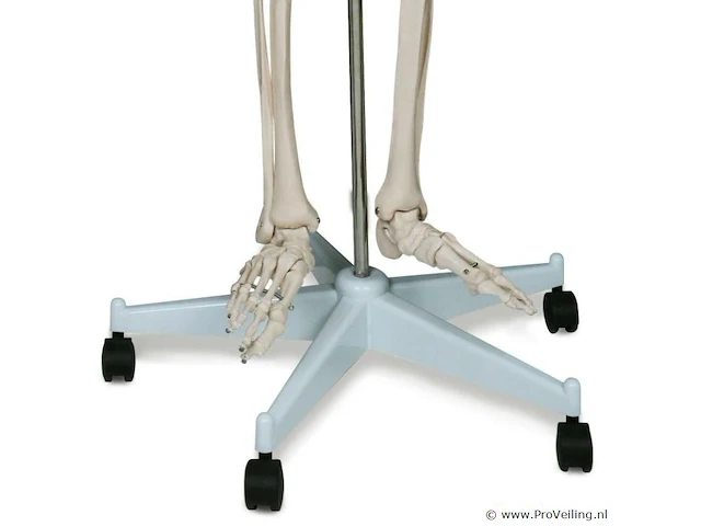 Mensengroot anatomie skelet incl. toebehoren 181,5 cm - afbeelding 5 van  5