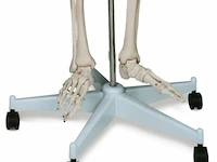 Mensengroot anatomie skelet incl. toebehoren 181,5 cm - afbeelding 5 van  5