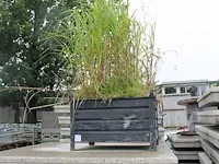 Metalen bakken gevuld met grond en planten, 5 stuks. afmeting 80x100cm - afbeelding 1 van  4