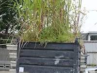 Metalen bakken gevuld met grond en planten, 5 stuks. afmeting 80x100cm - afbeelding 2 van  4