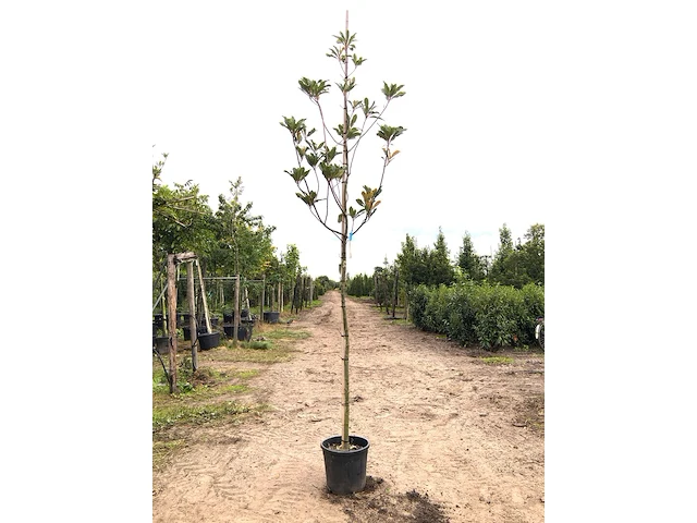 Mexicaanse eik quercus 'maya', wintergroen, ca. 3 m hoog - afbeelding 1 van  1