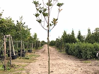 Mexicaanse eik quercus 'maya', wintergroen, ca. 3 m hoog - afbeelding 1 van  1