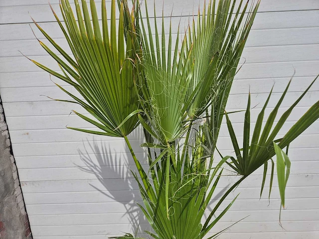 Mexicaanse waaierpalm - 3 per pot - washingtonia robusta - mediterrane boom - hoogte ca. 180 cm - afbeelding 2 van  3