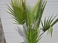 Mexicaanse waaierpalm - 3 per pot - washingtonia robusta - mediterrane boom - hoogte ca. 180 cm - afbeelding 2 van  3