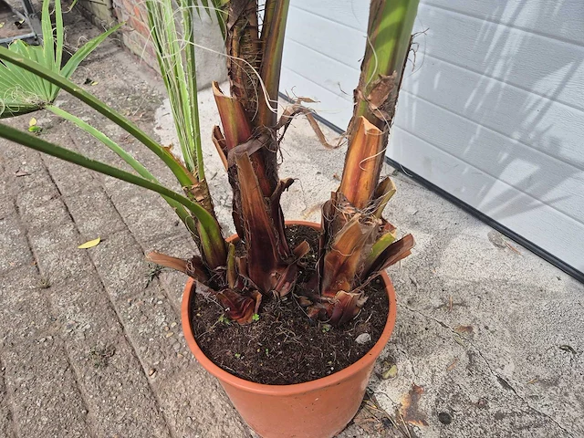 Mexicaanse waaierpalm - 3 per pot - washingtonia robusta - mediterrane boom - hoogte ca. 180 cm - afbeelding 3 van  3